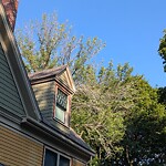 Public Trees at 12 Thorndike St