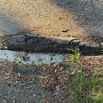 Sidewalk Obstruction at 35 Dale St, Chestnut Hill