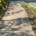 Sidewalk Repair at Sumner Rd