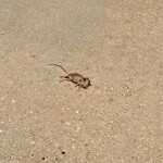 Dead Animals at 77 Walnut St