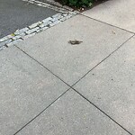 Dead Animals at 16 Monmouth St