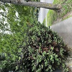 Sidewalk Obstruction at 200 Fisher Ave
