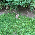 Dead Animals at 42.34 N 71.13 W
