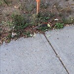 Dead Animals at 58 Aspinwall Ave