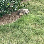 Dead Animals at 77 Harvard Ave