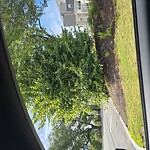 Public Trees at 123 Fisher Ave