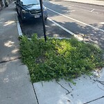 Sidewalk Repair at 57 Westbourne Terr