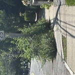 Sidewalk Obstruction at 111 Chestnut St
