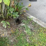 Rodent Issues at 1010 Commonwealth Ave
