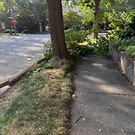 Public Trees at 416 Clinton Rd