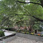Public Trees at 22 Atherton Rd