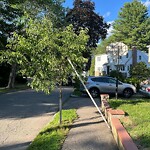 Public Trees at 69 Dale St, Chestnut Hill