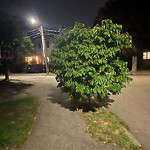 Public Trees at 91 Dale St, Chestnut Hill