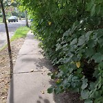 Sidewalk Obstruction at 43 Somerset Rd