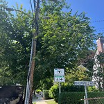 Public Trees at 317 Clark Rd