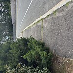 Sidewalk Obstruction at 302 Clyde St, Chestnut Hill