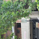 Public Trees at Still St