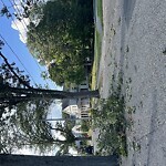 Public Trees at 144 Reservoir Rd, Chestnut Hill