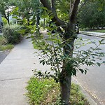 Public Trees at 12 Manchester Rd