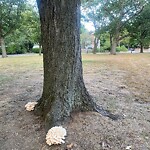 Public Trees at 42.35 N 71.11 W