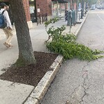 Public Trees at 99 Harvard St