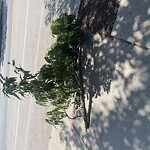 Public Trees at Walgreens, 99 Harvard St, Brookline 02446