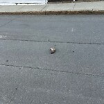 Rodent Issues at 194 Washington St