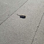 Dead Animals at 190 Washington St
