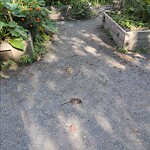 Dead Animals at 26 Babcock St