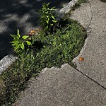 Sidewalk Repair at 91 Coolidge St