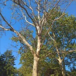 Public Trees at 376 Clinton Rd