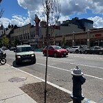 Public Trees at 305 Harvard St