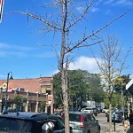 Public Trees at 305 Harvard St