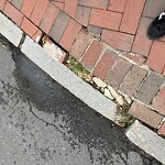 Sidewalk Repair at Fuller St