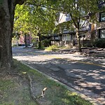 Public Trees at 118 Salisbury Rd