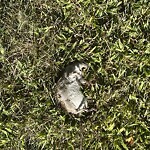Rodent Issues at Roland Hayes School, 100 Eliot St, Brookline 02467