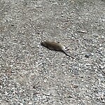 Rodent Issues at 58 Monmouth St