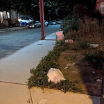 Trash/Recycling at Harvard St @ Verndale St