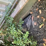 Rodent Issues at 86 Toxteth St