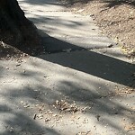 Sidewalk Repair at 133 Beaconsfield Rd