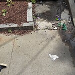 Rodent Issues at 1–11 Williston Rd