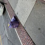 Trash/Recycling at 282 Washington St