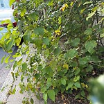 Sidewalk Obstruction at 45–99 Prince St