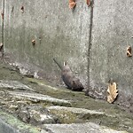 Dead Animals at 634 Newton St, Chestnut Hill