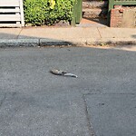 Dead Animals at 23 White Pl