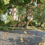 Public Trees at 36 Craftsland Rd, Chestnut Hill