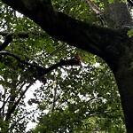 Public Trees at 17 Corey Rd