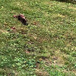 Dead Animals at 14 Griggs Terr