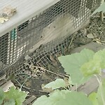 Rodent Issues at 657 Washington St