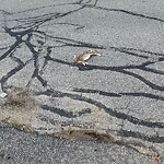 Dead Animals at 193 Aspinwall Ave